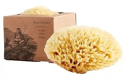 Baudelaire-Sea-Sponge