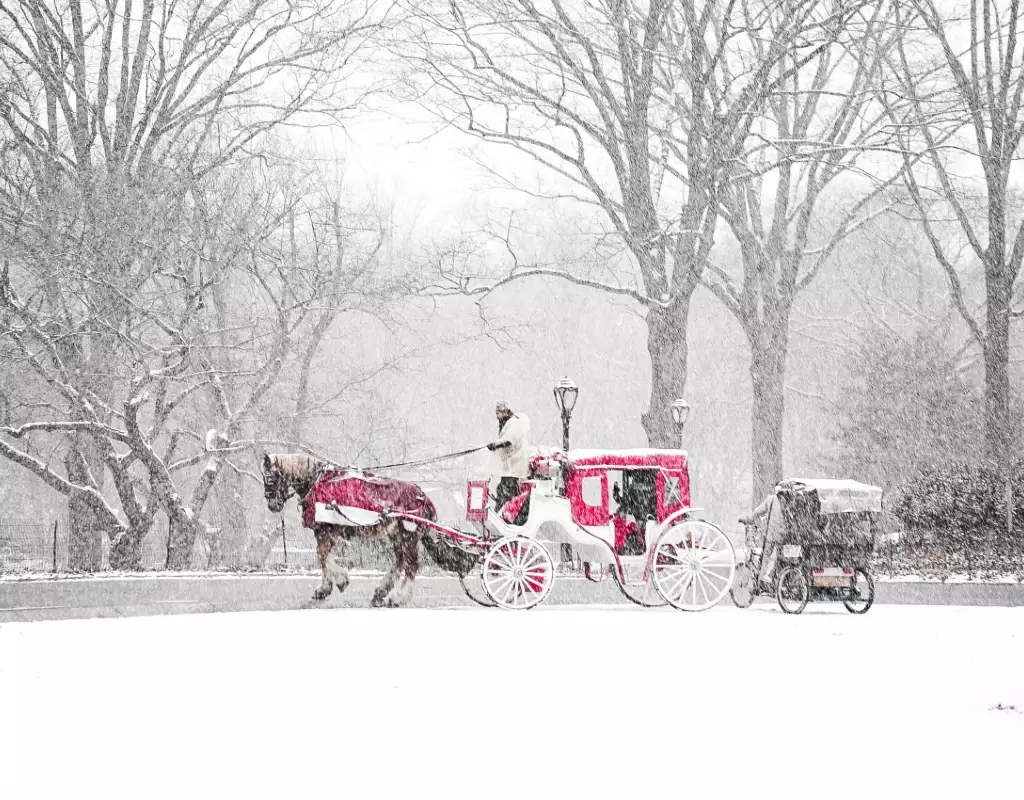 horse-carriage-ride-central-park-oragnic-travel-and-lifestyle